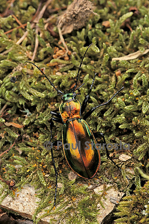Carabus splendens lapurdanus (carabe)