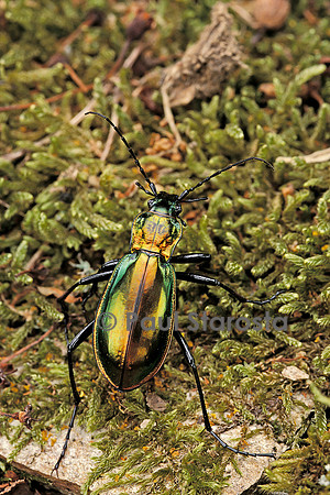 Carabus splendens lapurdanus (carabe)