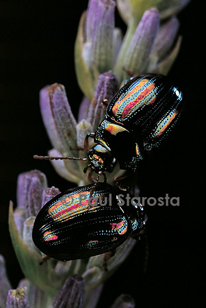 Chrysolina americana (chrysomèle de la lavande)