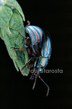 Chrysolina cerealis