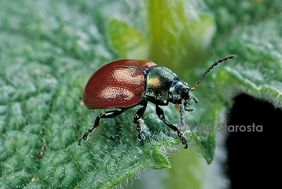 Chrysolina polita