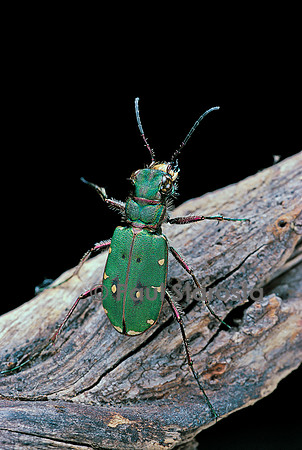 Cicindela campestris (cicindèle des champs)
