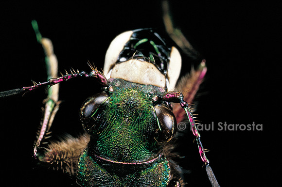 Cicindela campestris (cicindèle des champs)
