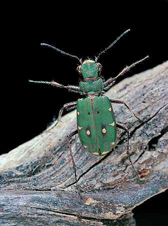 Cicindela campestris (cicindèle des champs)
