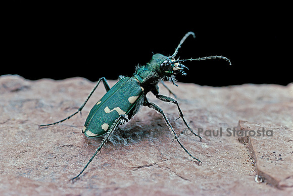 Cicindela gallica (cicindèle)