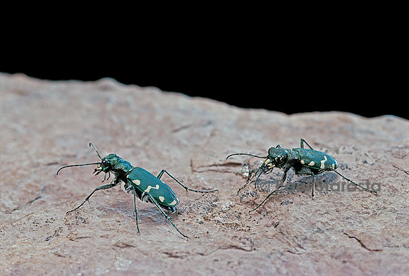 Cicindela gallica (cicindèle)
