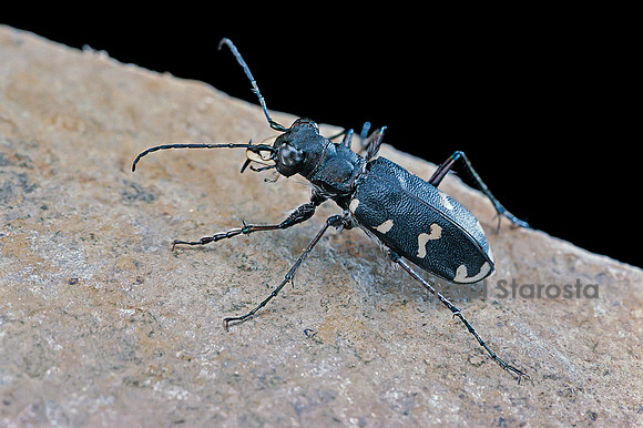 Cicindela hybrida (cicindèle)