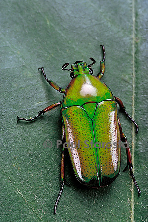 Smaragdesthes africana (cétoine)