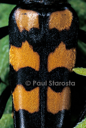 Leptura quadrifasciata