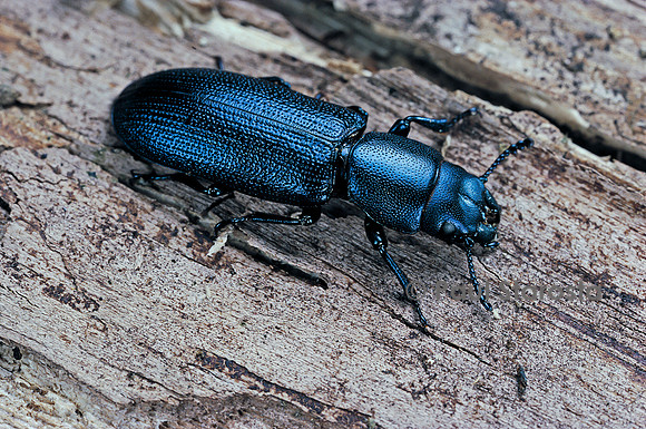 Temnoscheila caerulea