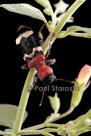 Thanasimus formicarius