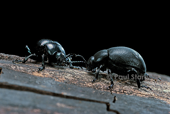 Timarcha tenebricosa (crache-sang)