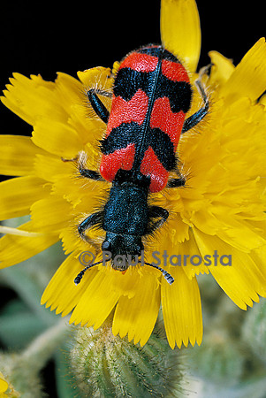 Trichodes alvearius (clairon des abeilles)