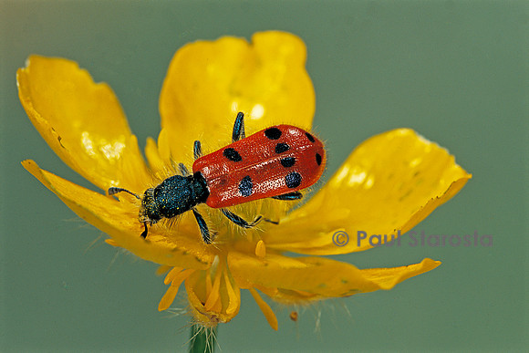 Trichodes octopunctatus (clairon à 8 points)