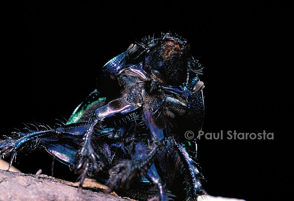 Trypocopris pyrenaeus (bousier)