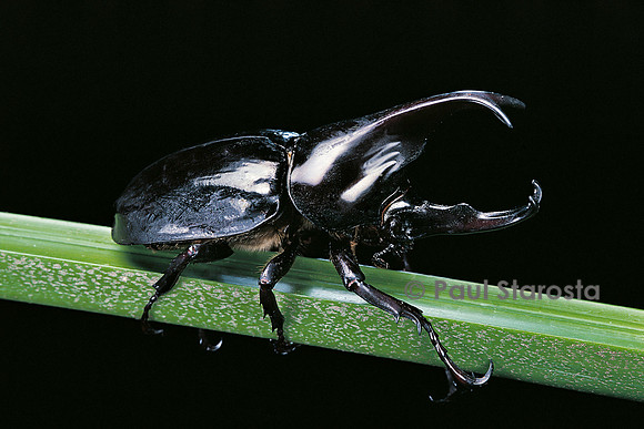 Xylotrupes gideon
