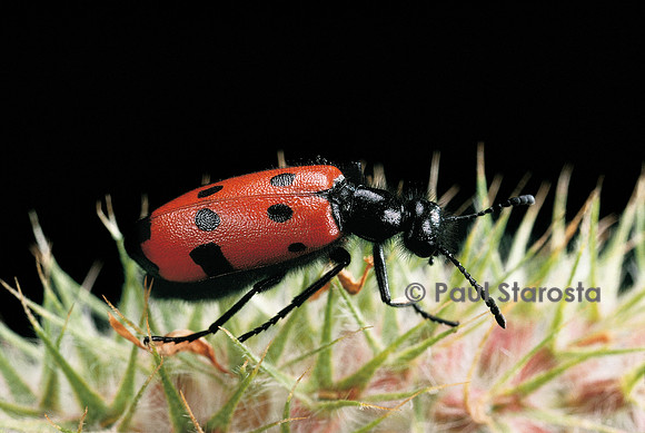 Zonabris duodecimpunctata