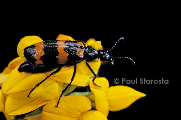 Zonabris flexuosa