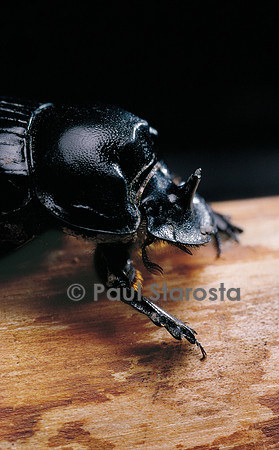 Copris lunaris (bousier)