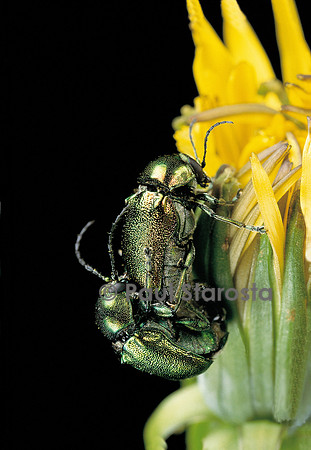 Cryptocephalus hypochaeridis