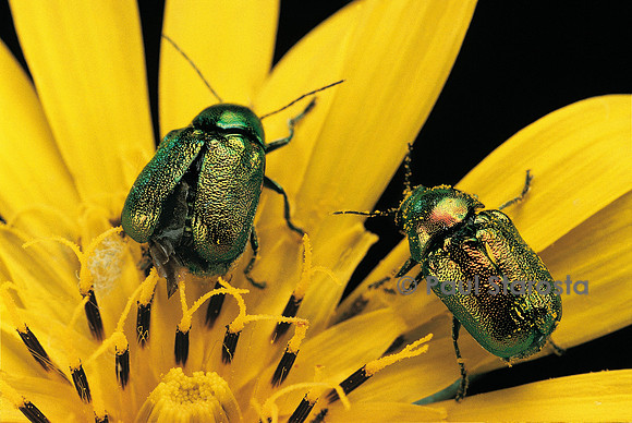 Cryptocephalus hypochaeridis