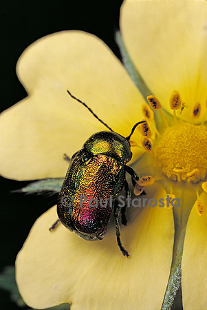 Cryptocephalus sericeus
