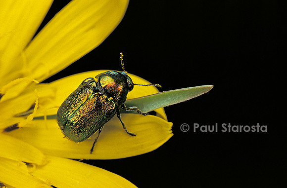 Cryptocephalus sericeus