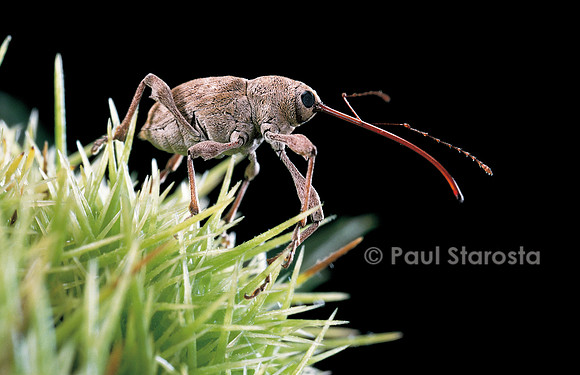 Curculio elephas (balanin éléphant)