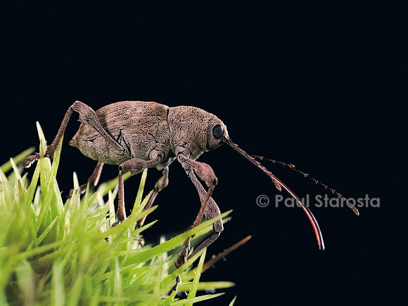 Curculio elephas (balanin éléphant)