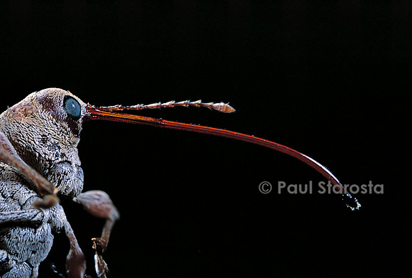 Curculio elephas (balanin éléphant)