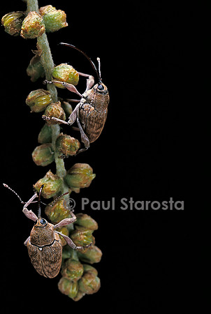 Curculio glandium