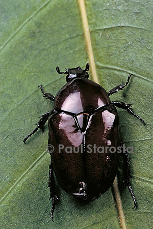 Diplognatha gagates (cétoine)
