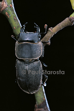 Dorcus parallelipipedus (petit lucane)