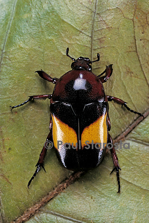 Dyspilophora abbreviata (cétoine)