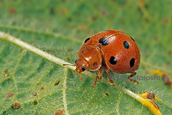 Epilachna chrysomelina (chrysomèle du melon)