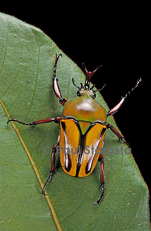 Eudicella gralli schultzeorum (cétoine)