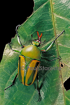 Eudicella gralli schultzeorum (cétoine)