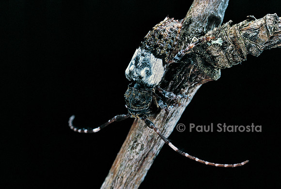 Pogonocherus hispidulus