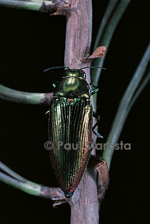 Eurythyrea micans (bupreste)