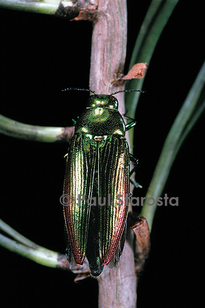 Eurythyrea micans