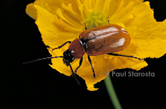 Exosoma lusitanicum
