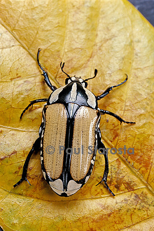 Gnathocera bilineata (cétoine)
