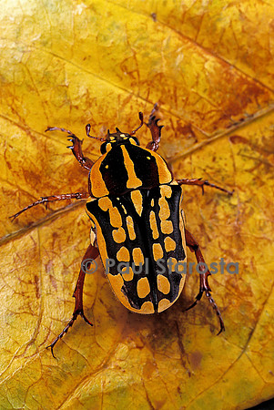 Gnathocera impressa (cétoine)