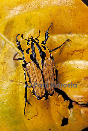 Gnathocera triviattata triviattata (cétoine)