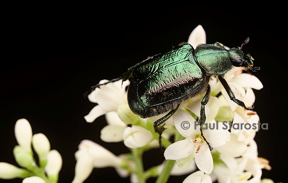 Gnorimus nobilis (cétoine)