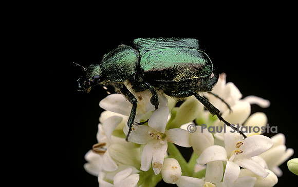 Gnorimus nobilis (cétoine)