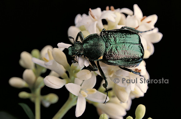 Gnorimus nobilis (cétoine)