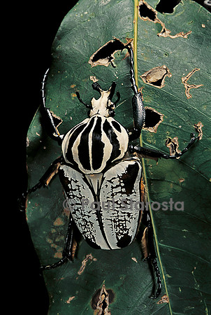Goliathus ‘Atlas’