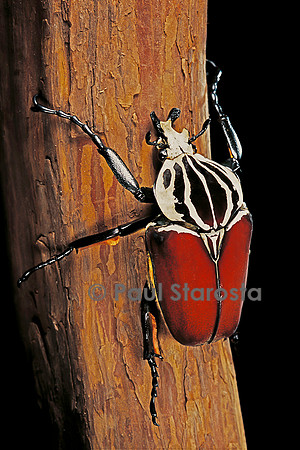 Goliathus goliatus