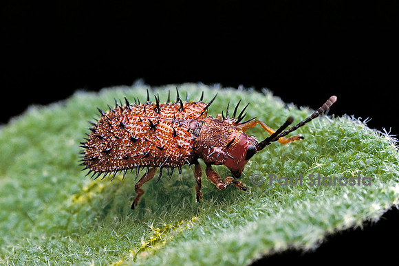 Hispa testacea